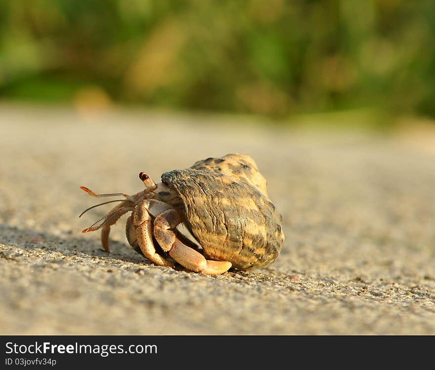 A nicely detailed photo of a hermit crab in golden evening light. A nicely detailed photo of a hermit crab in golden evening light