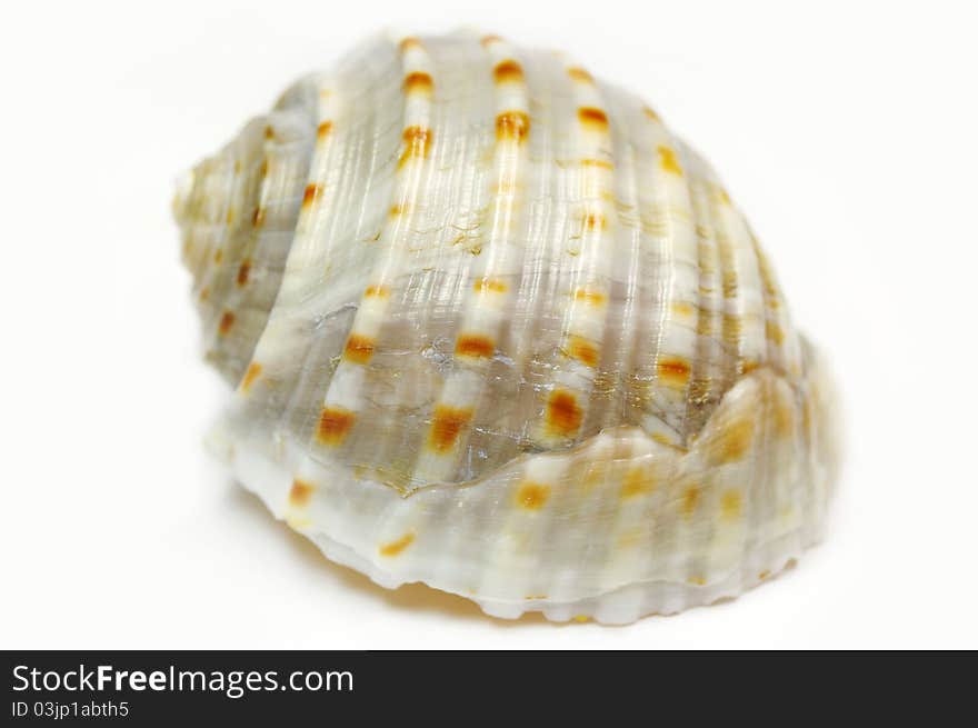 Shell