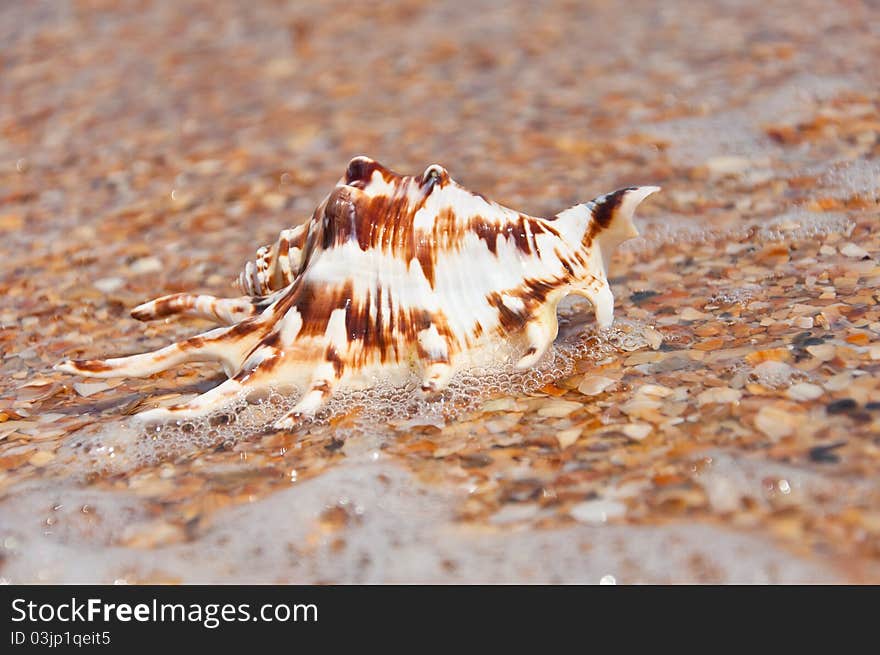 Beautiful sea shell lying on the sand