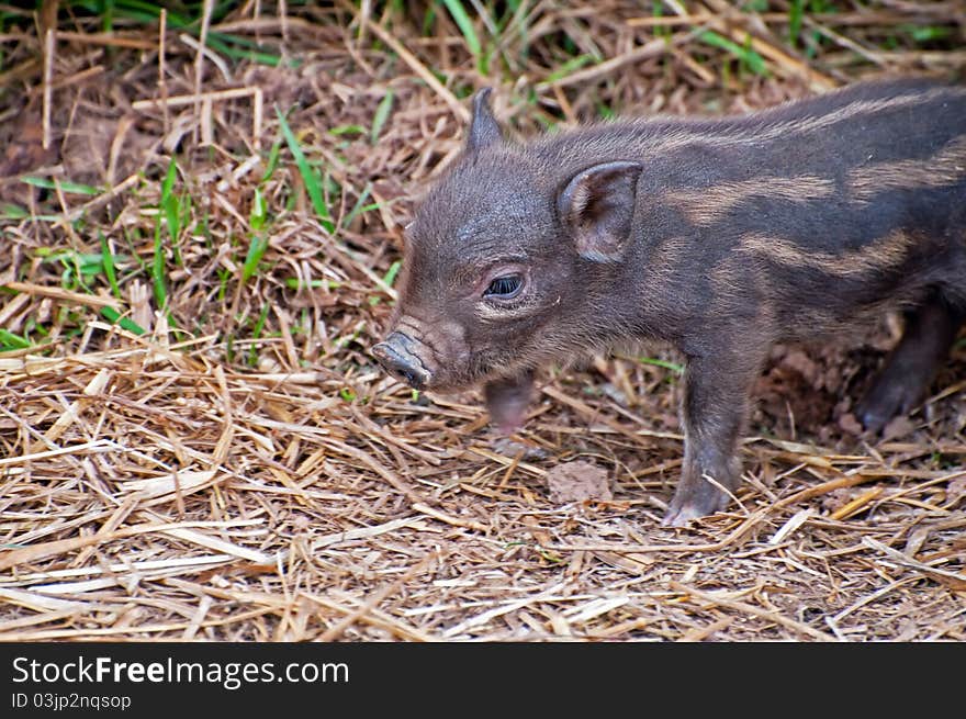 Detail of a beautiful brown piglet in grass. Detail of a beautiful brown piglet in grass.