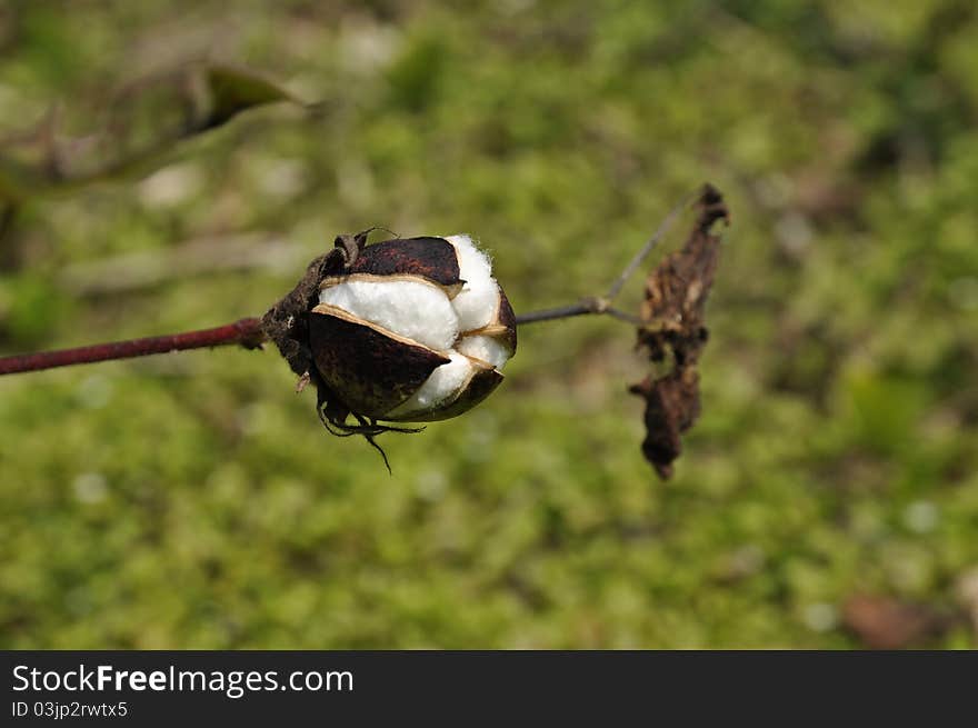 Cotton Outdoor Day Field Plant