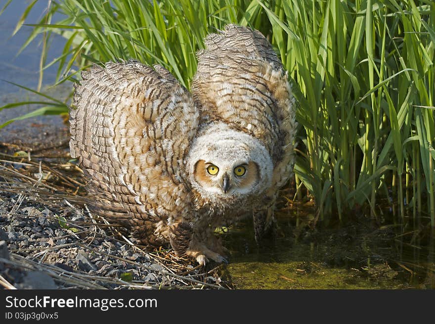 Great Horned Owlet