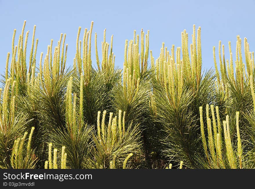 Beautiful  needle leaf pine tree