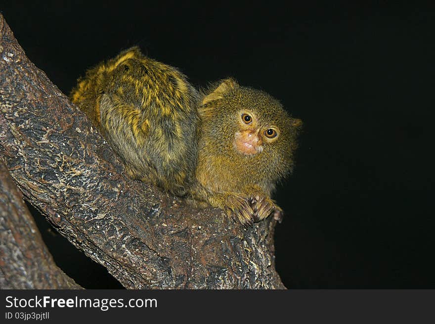 Pygmy Marmoset