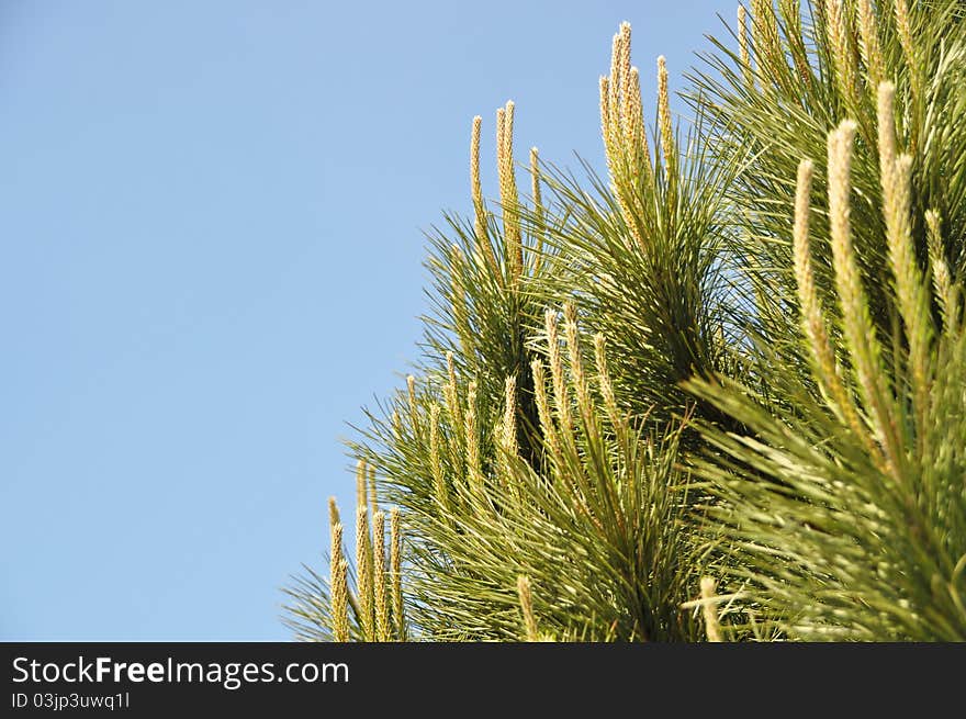 Beautiful  needle leaf pine tree