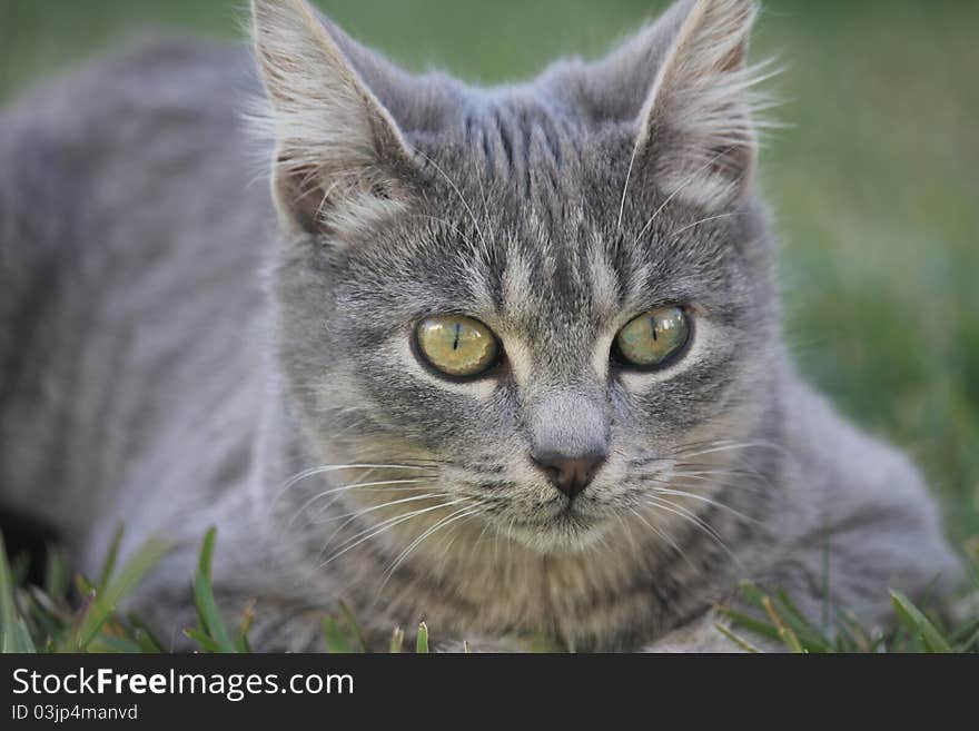 Close up of a short haired grey domestic cat. Close up of a short haired grey domestic cat