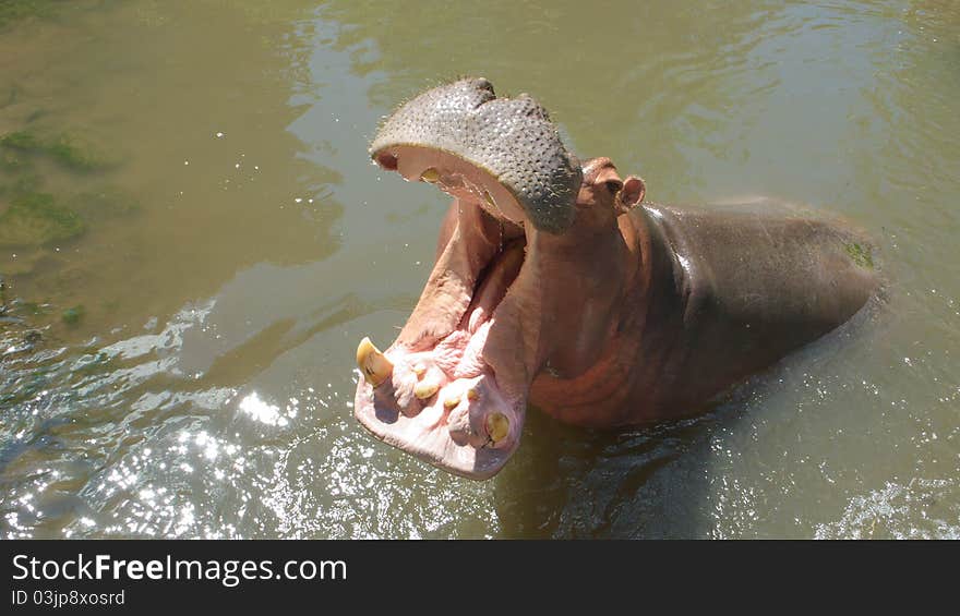 Hippopotamus amphibius or hippo