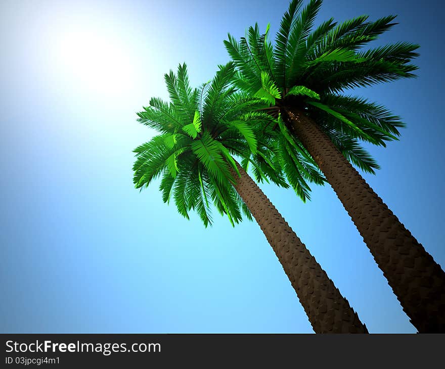 Palm tree