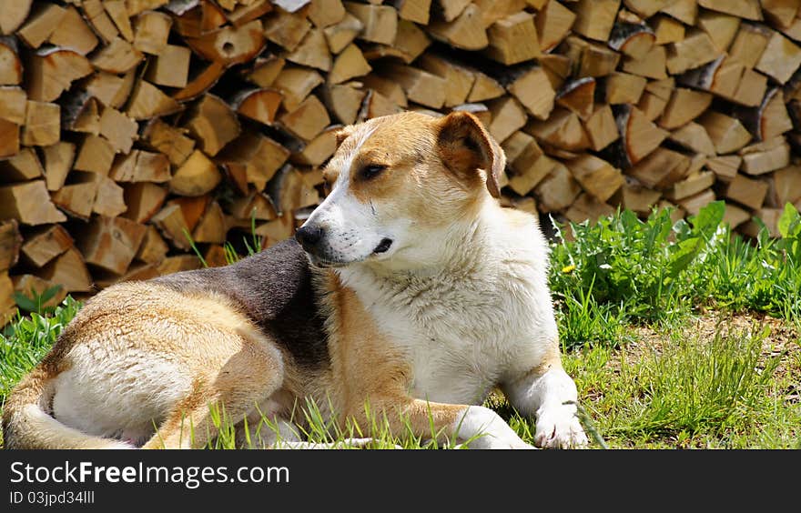 Beautiful dog lying on a grass about fire wood.