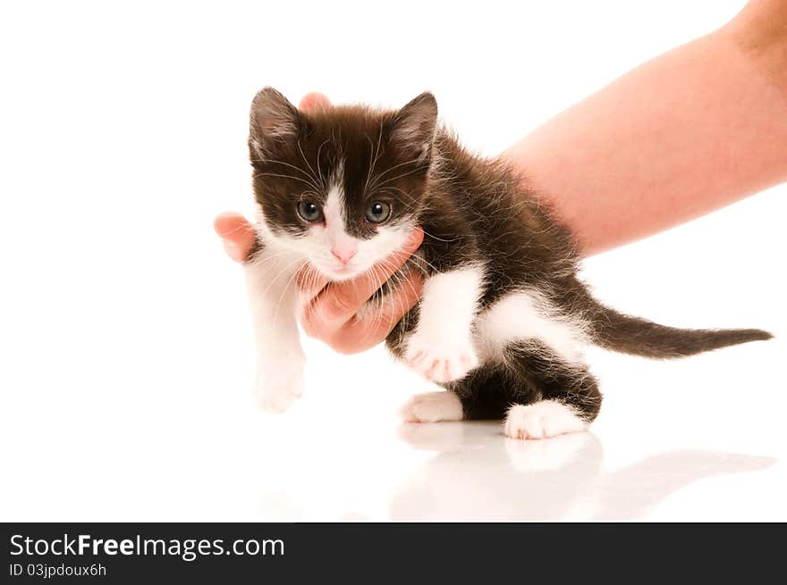 Adorable young cat in woman's hand on the white