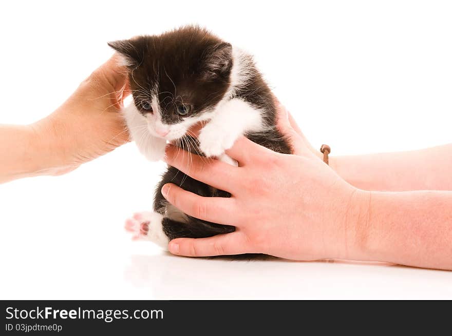 Adorable young cat in woman's hand on the white