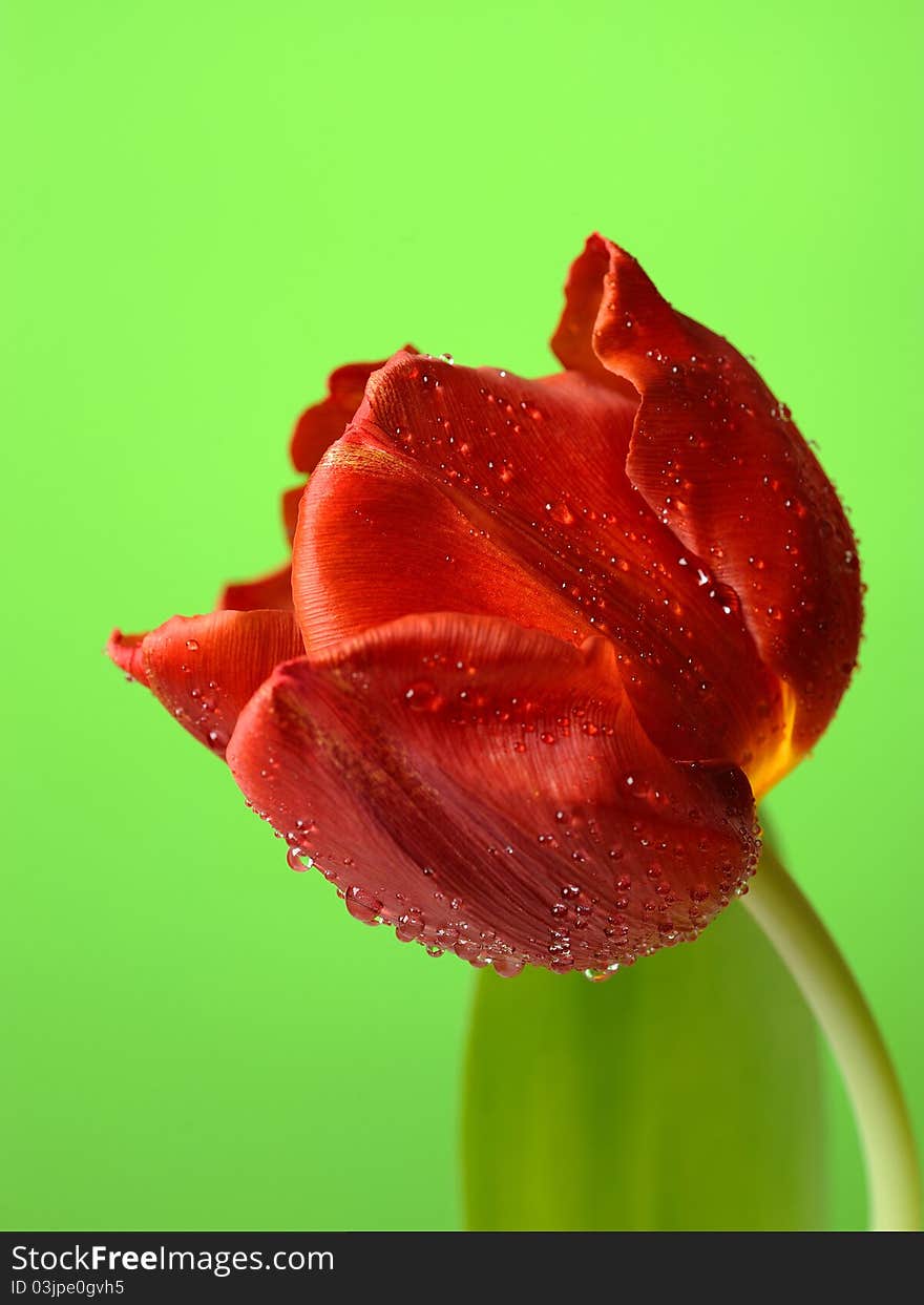 Beautiful red tulip flower over light green background