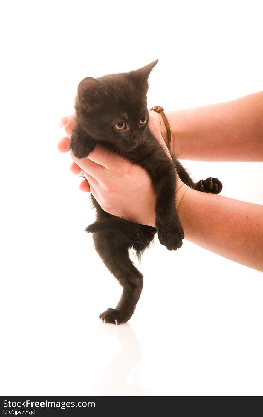 Adorable young cat in woman s hand