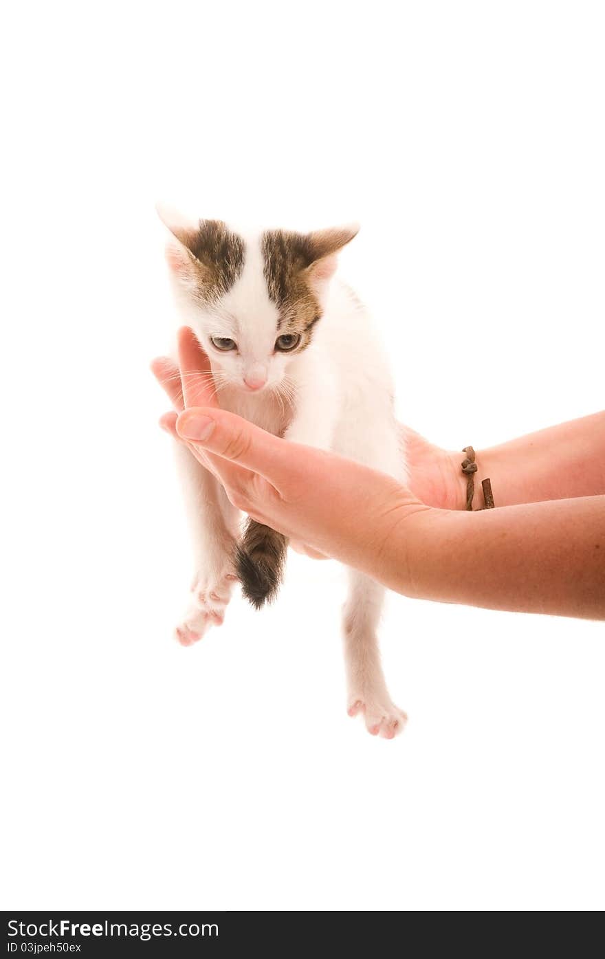 Adorable young cat in woman s hand