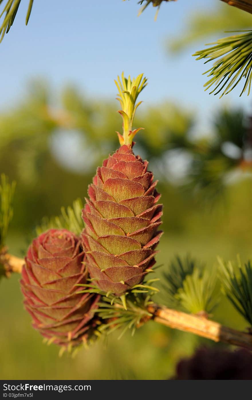 Larch Strobiles