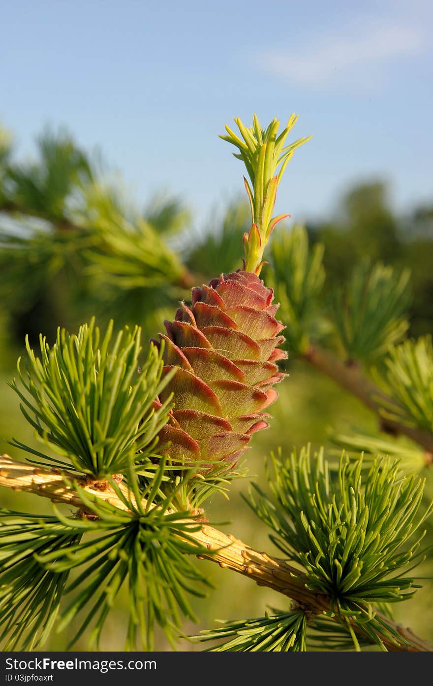 Larch Strobile