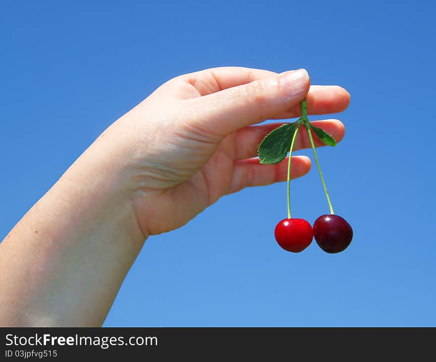 Woman's hand with cherries, harvesting