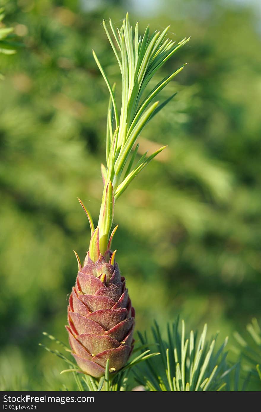 Larch Strobile