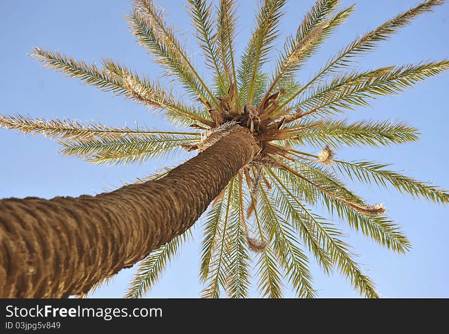 Beautiful palm tree over blue summer sky and sea