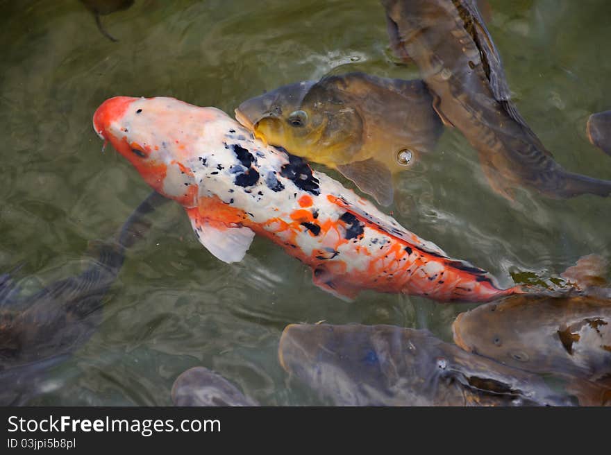 Two Colorful Koi or carp chinese fish in water in the lake