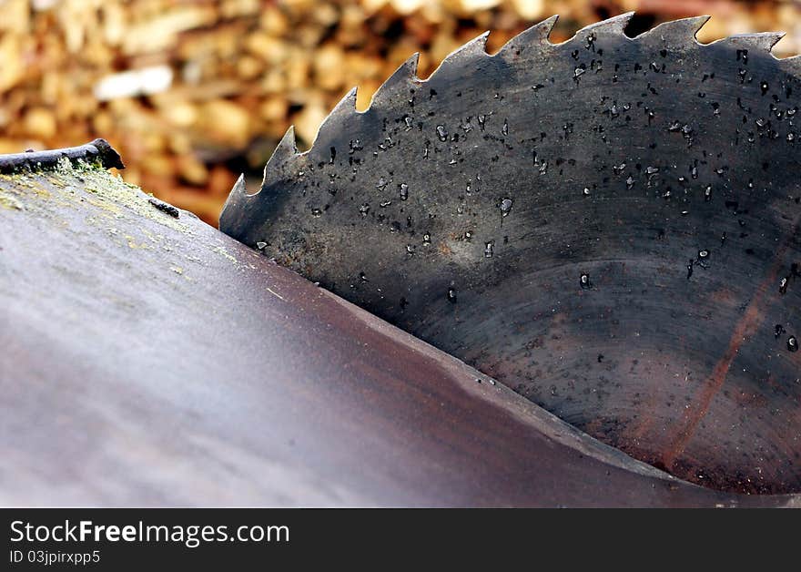 Old circular saw blade and wood logs background