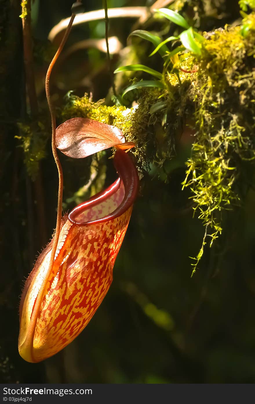 Red Nepenthes