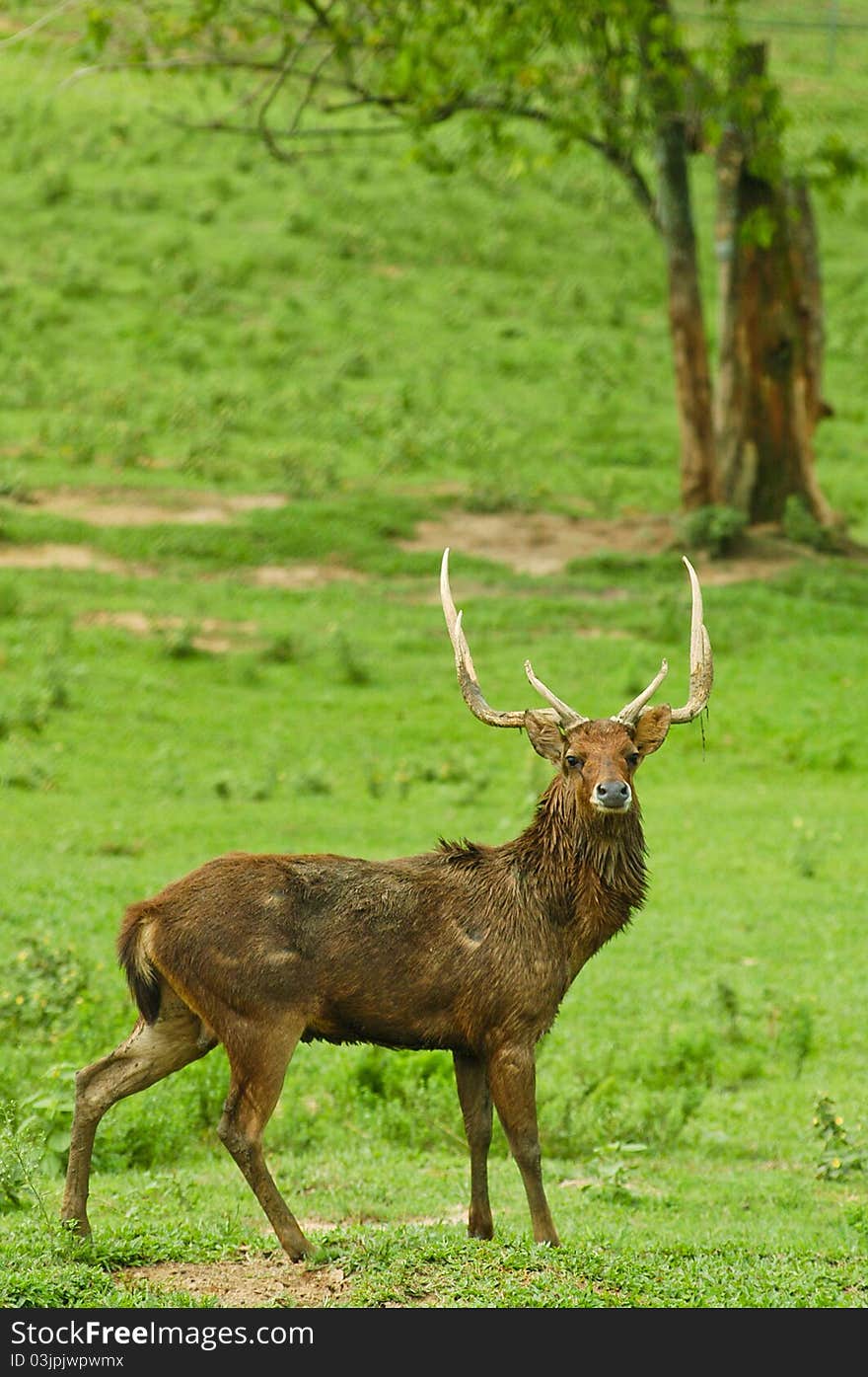 Deer With Antlers