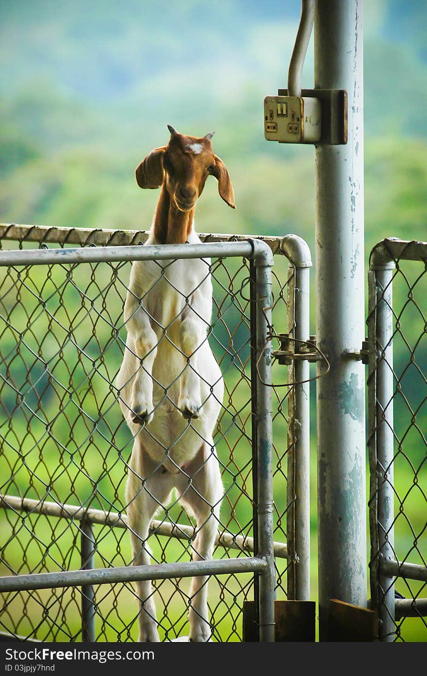 Brown headed goat standing behind wired fence door