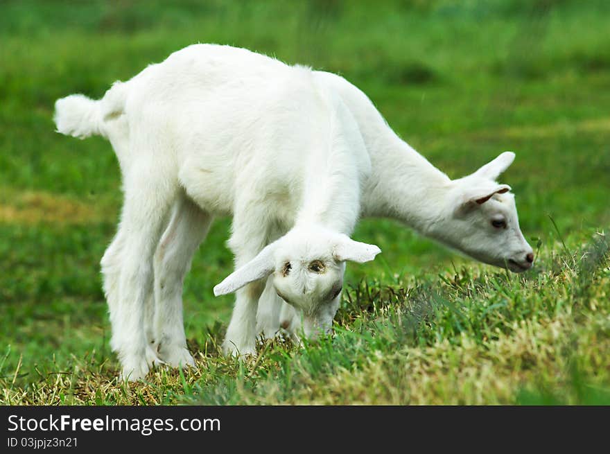 Two baby goats eating and grazing