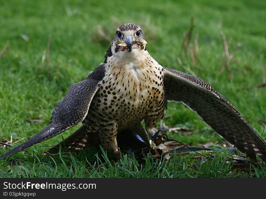 A captive falcon, bird of prey, mantling over her food, this stops other in flight birds seeing her food and stealing it from her, as her back blends well into the ground so is good camoflage. A captive falcon, bird of prey, mantling over her food, this stops other in flight birds seeing her food and stealing it from her, as her back blends well into the ground so is good camoflage.