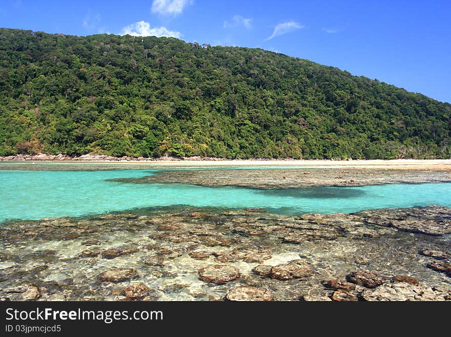 Shallow coral at Moo koh surin nation park in thailand