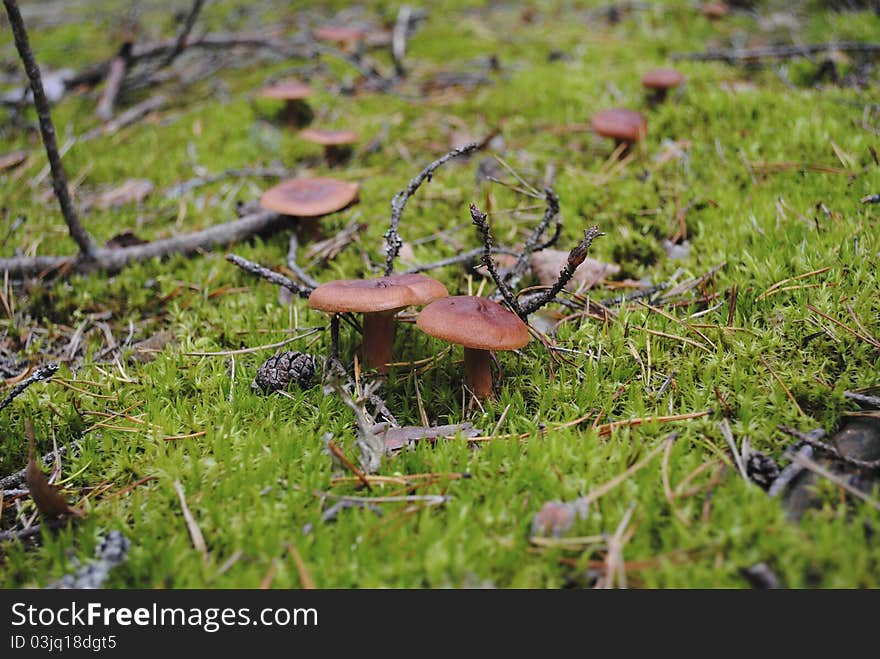 Mushroom clearing