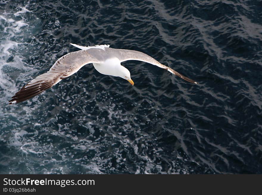 Seagull Hunting over the blue sea