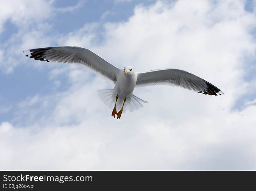 Seagull flying against a blue sky