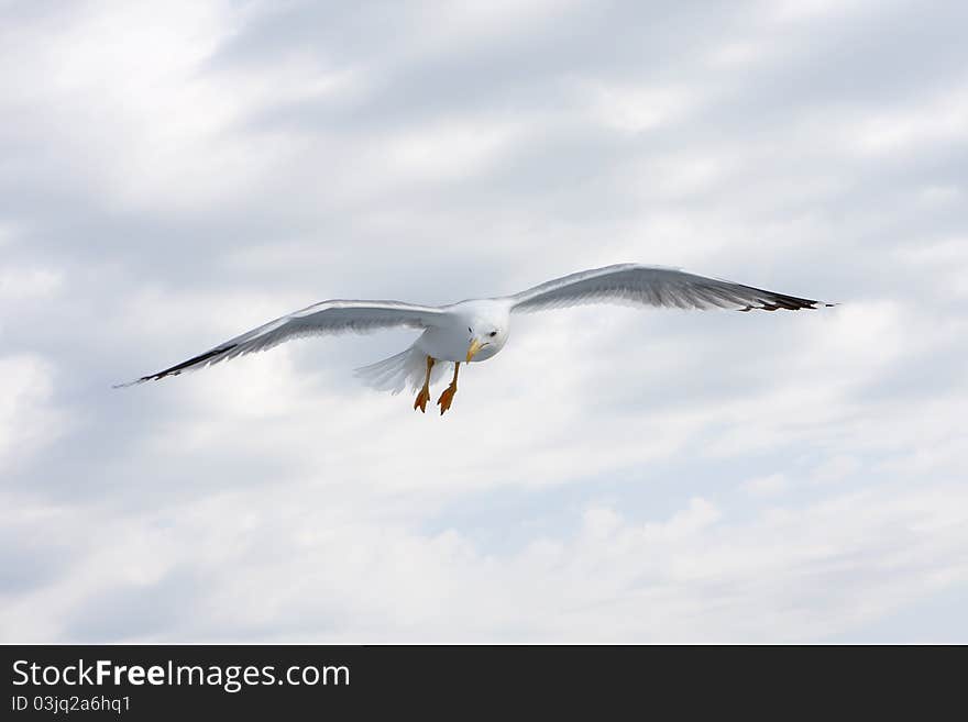 Seagull flying against a blue sky