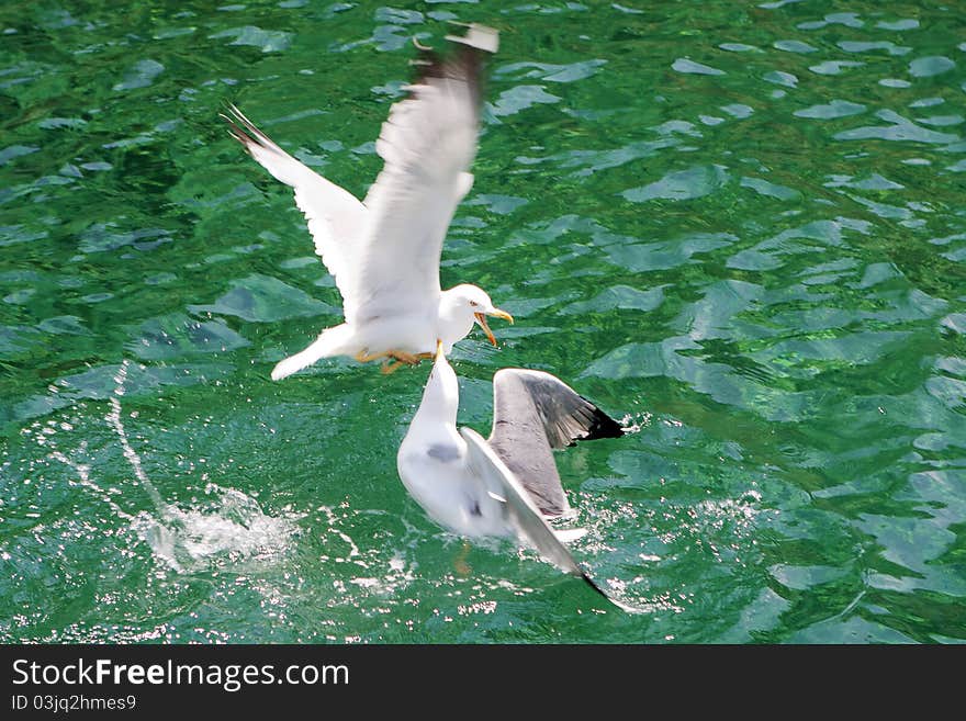 Seagulls fighting