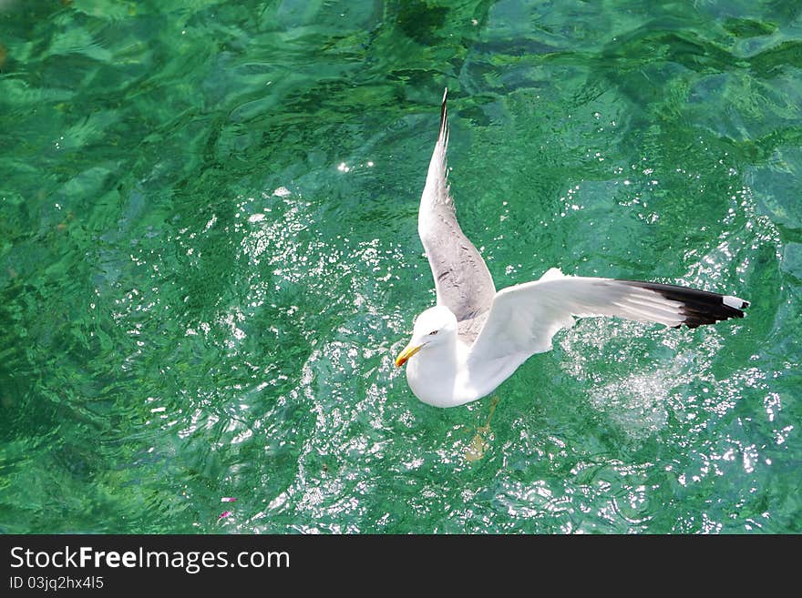 Seagull on the aegean sea, Thassos Island