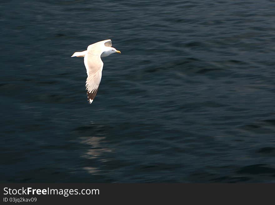 Seagull Hunting Over The Blue Sea