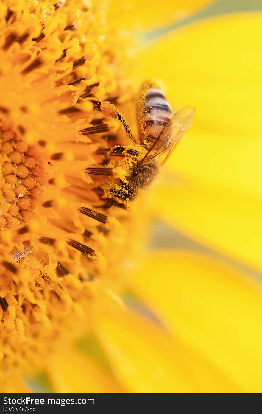 Bee on sunflower