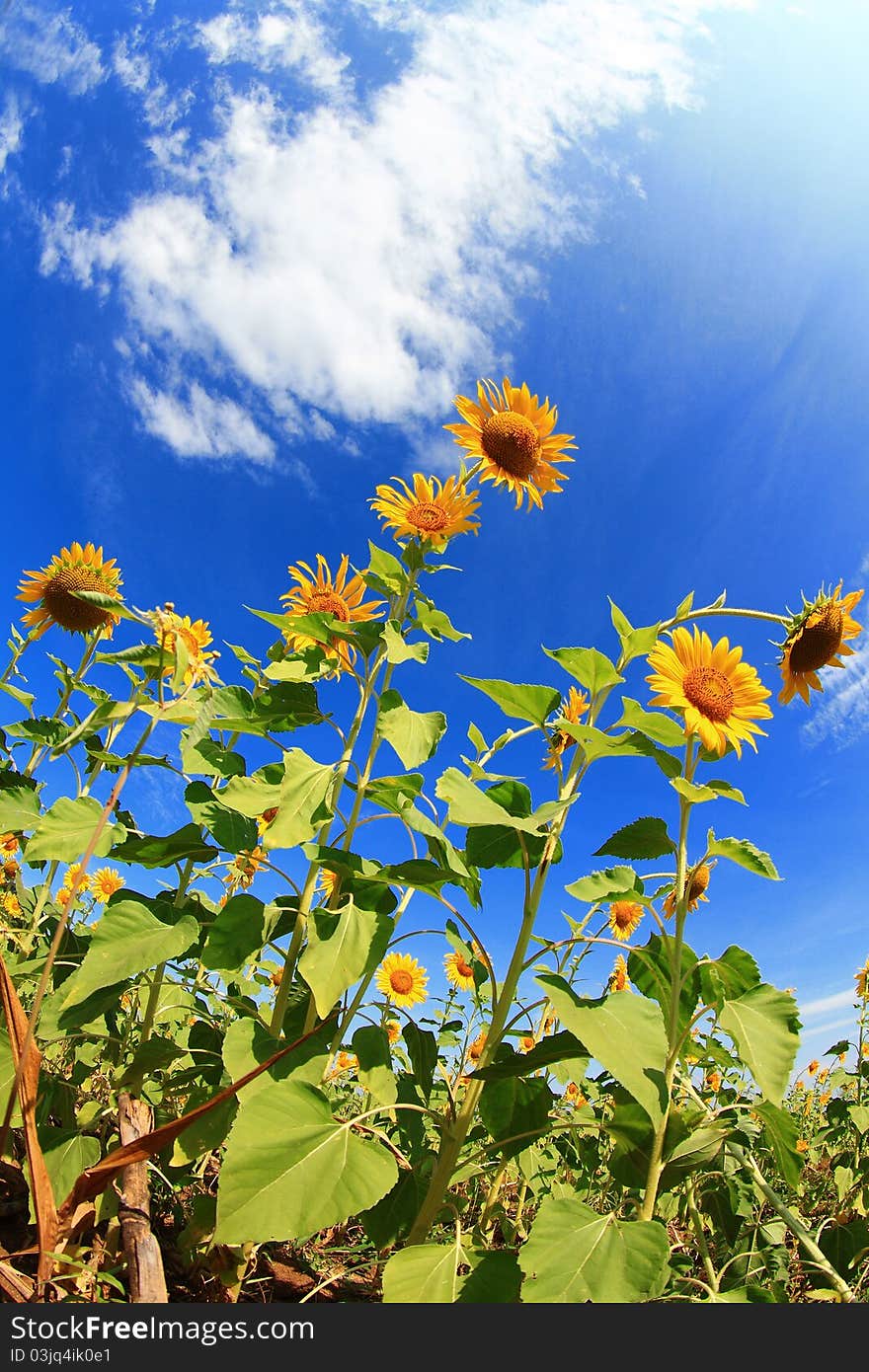 Sunflowers field and blue sky