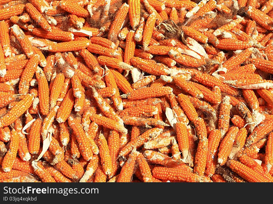 Dried Corn