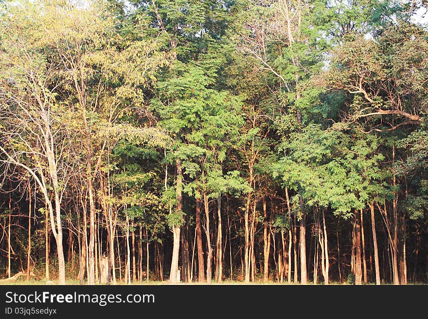 Thai forest at National park