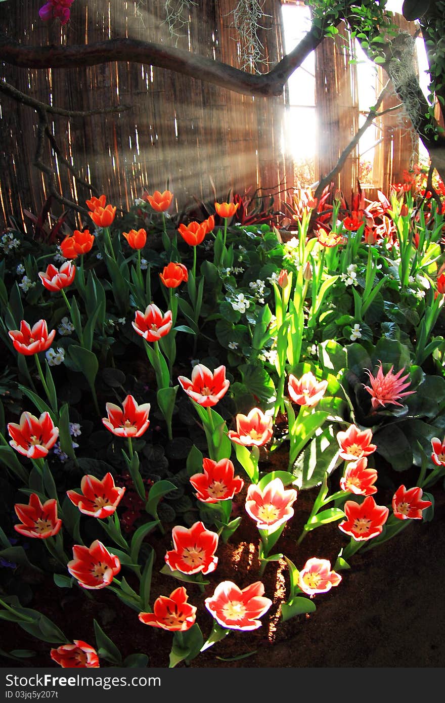 Beautiful tulips in the garden