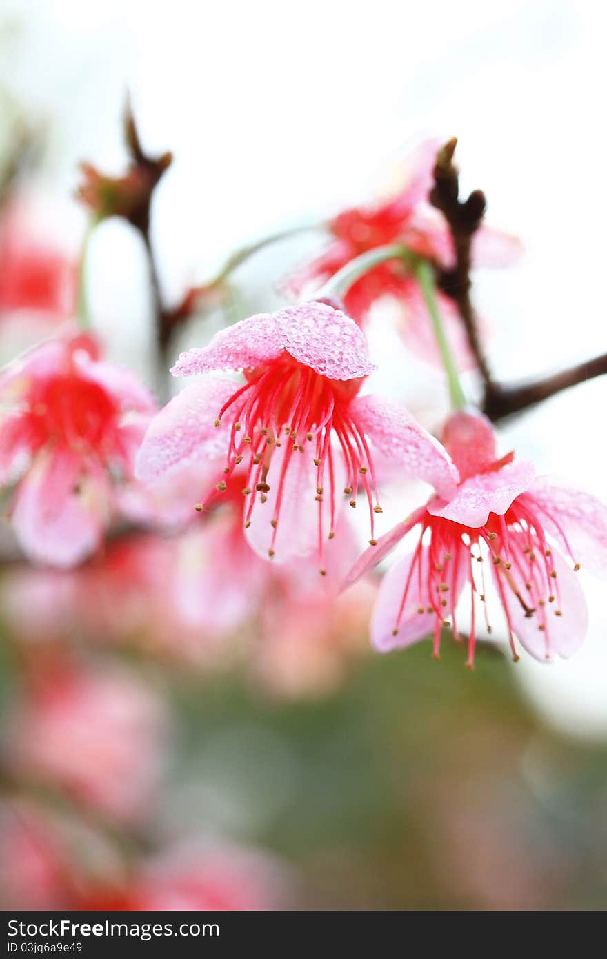 Pink Prunus Cerasoides