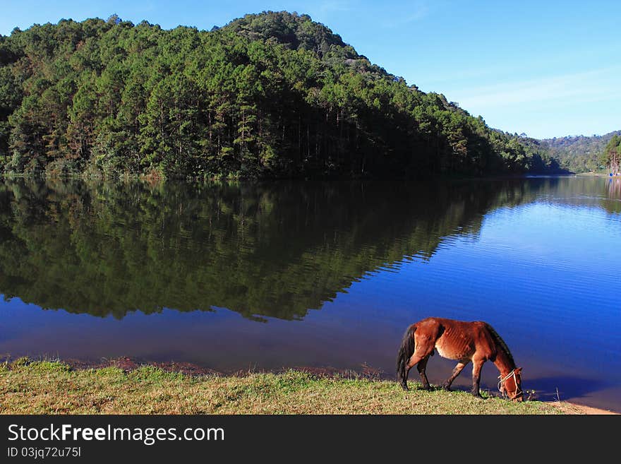 Beautiful wild horse on field near the reservoir