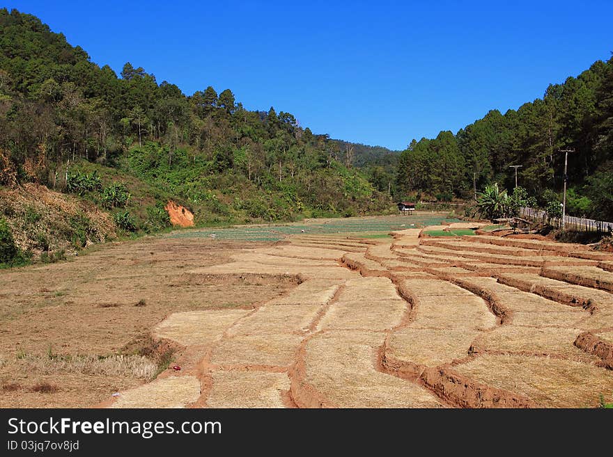 Rice terrace in Thailand