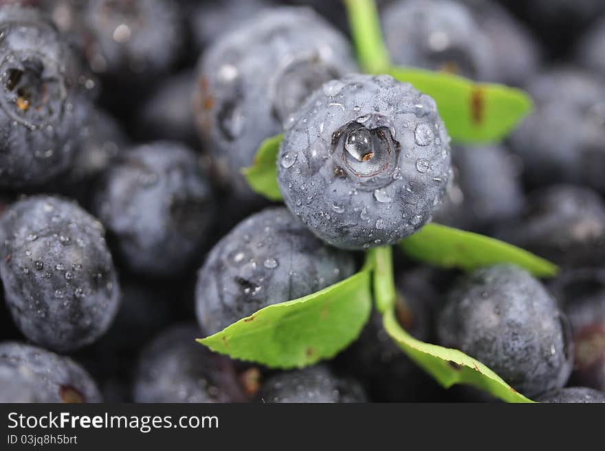 Some fresh blueberries with water drops. Some fresh blueberries with water drops