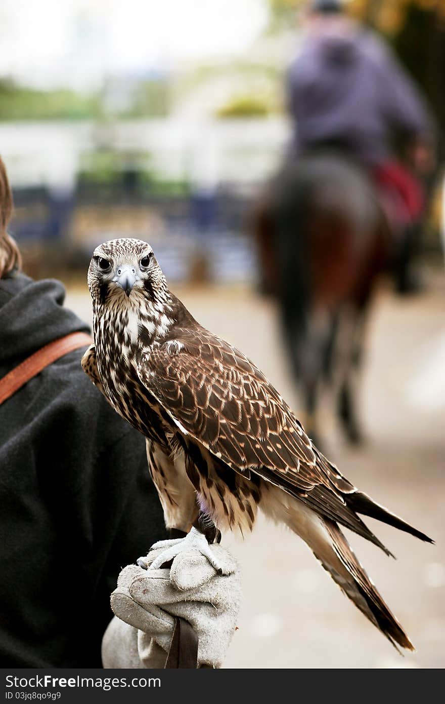 Falcon on master hand