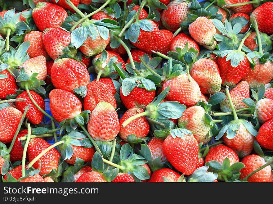 Fresh strawberry in the garden