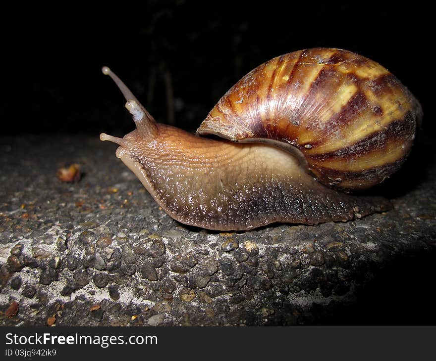 Snail looking for food, funny